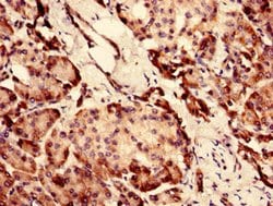 SI-CLP Polyclonal Antibody:Antibodies, Polyclonal