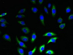 Invitrogen Neurensin 2 Polyclonal Antibody 100 μg; Unconjugated:Antibodies,