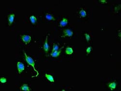 Invitrogen DEF6 Polyclonal Antibody 100 &mu;g; Unconjugated:Antibodies,