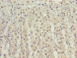 Invitrogen VISTA Polyclonal Antibody 100 &mu;g; Unconjugated:Antibodies,