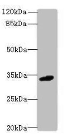 Invitrogen VISTA Polyclonal Antibody 100 &mu;g; Unconjugated:Antibodies,