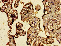 Invitrogen C3orf14 Polyclonal Antibody 100 μg; Unconjugated:Antibodies,