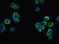 Invitrogen FAM118A Polyclonal Antibody 100 μg; Unconjugated:Antibodies,