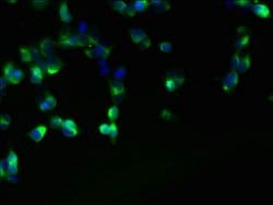 Invitrogen FAM118A Polyclonal Antibody 100 μg; Unconjugated:Antibodies,