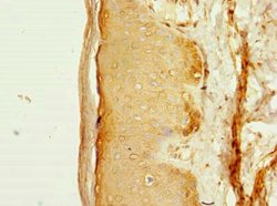 Invitrogen FAM118A Polyclonal Antibody 100 μg; Unconjugated:Antibodies,