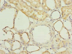 Invitrogen FAM118A Polyclonal Antibody 100 μg; Unconjugated:Antibodies,