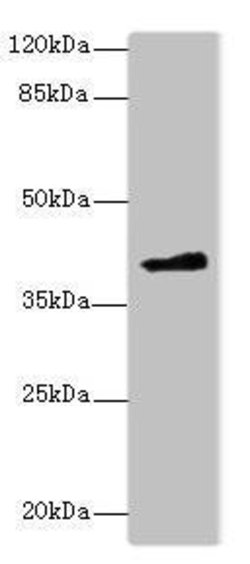Invitrogen FAM118A Polyclonal Antibody 100 μg; Unconjugated:Antibodies,