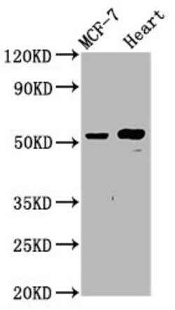 Invitrogen GLTSCR2 Polyclonal Antibody 100 &mu;g; Unconjugated:Antibodies,