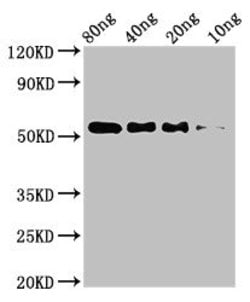 Invitrogen STARD9 Polyclonal Antibody 100 &mu;g; Unconjugated:Antibodies,