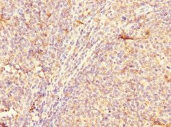 Invitrogen CD300a Polyclonal Antibody 100 &mu;L; Unconjugated:Antibodies,