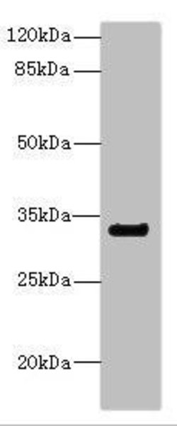 Invitrogen CD300a Polyclonal Antibody 100 &mu;L; Unconjugated:Antibodies,