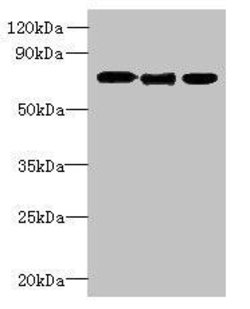 Invitrogen SLC23A1 Polyclonal Antibody 100 μg; Unconjugated:Antibodies,