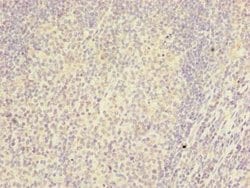 RTDR1 Polyclonal Antibody:Antibodies, Polyclonal