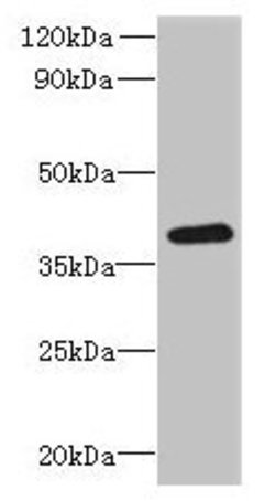 RTDR1 Polyclonal Antibody:Antibodies, Polyclonal