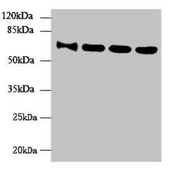 Invitrogen NUPL1 Polyclonal Antibody 100 &mu;g; Unconjugated:Antibodies,