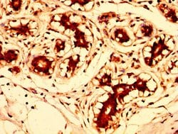 Invitrogen FUT8 Polyclonal Antibody 100 &mu;g; Unconjugated:Antibodies,
