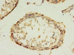 Invitrogen FGFBP2 Polyclonal Antibody 100 &mu;g; Unconjugated:Antibodies,