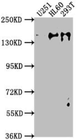 Invitrogen ADNP Polyclonal Antibody 100 &mu;L; Unconjugated:Antibodies,