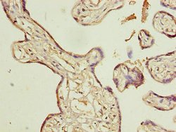 Invitrogen Actin-like 8 Polyclonal Antibody 100 &mu;g; Unconjugated:Antibodies,