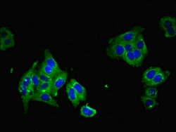 Invitrogen mPR gamma Polyclonal Antibody 100 μg; Unconjugated:Antibodies,