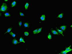USE1 Polyclonal Antibody, Invitrogen&trade;