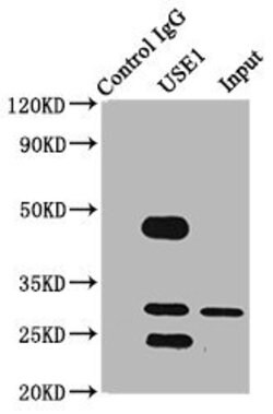USE1 Polyclonal Antibody, Invitrogen&trade;