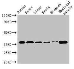 USE1 Polyclonal Antibody, Invitrogen&trade;