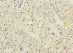 Invitrogen TRHDE Polyclonal Antibody 100 &mu;L; Unconjugated:Antibodies,
