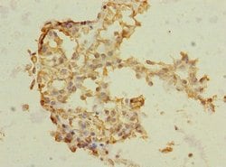 Invitrogen TRHDE Polyclonal Antibody 100 &mu;L; Unconjugated:Antibodies,