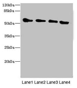 Invitrogen TRHDE Polyclonal Antibody 100 &mu;L; Unconjugated:Antibodies,