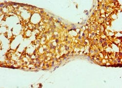 Invitrogen Doppel Polyclonal Antibody 100 &mu;L; Unconjugated:Antibodies,
