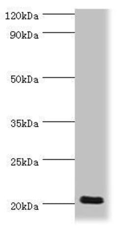 Invitrogen Doppel Polyclonal Antibody 100 &mu;L; Unconjugated:Antibodies,