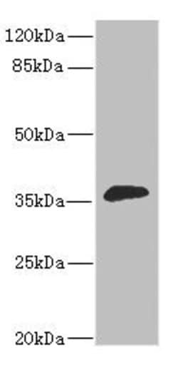 Invitrogen DHDH Polyclonal Antibody 100 &mu;L; Unconjugated:Antibodies,