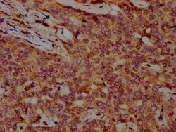 Invitrogen FBXO10 Polyclonal Antibody 100 &mu;g; Unconjugated:Antibodies,