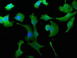 Invitrogen WWC3 Polyclonal Antibody 100 &mu;L; Unconjugated:Antibodies,