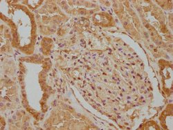 Invitrogen WWC3 Polyclonal Antibody 100 &mu;L; Unconjugated:Antibodies,