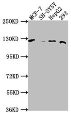 Invitrogen WWC3 Polyclonal Antibody 100 &mu;L; Unconjugated:Antibodies,