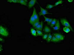 Invitrogen SHOC2 Polyclonal Antibody 100 &mu;g; Unconjugated:Antibodies,