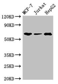 Invitrogen SHOC2 Polyclonal Antibody 100 &mu;g; Unconjugated:Antibodies,