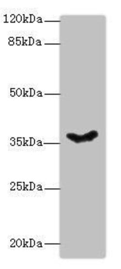 Invitrogen PSG11 Polyclonal Antibody 100 &mu;g; Unconjugated:Antibodies,