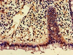Invitrogen AJAP1 Polyclonal Antibody 100 &mu;g; Unconjugated:Antibodies,