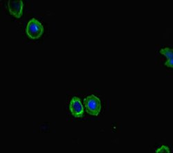 Invitrogen FBXL21 Polyclonal Antibody 100 μg; Unconjugated:Antibodies,