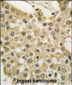 Invitrogen MDM2 Polyclonal Antibody 400 &mu;L; Unconjugated:Antibodies,