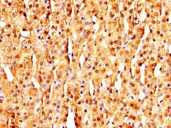 Invitrogen MAGED2 Polyclonal Antibody 100 μg; Unconjugated:Antibodies,