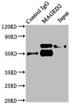 Invitrogen MAGED2 Polyclonal Antibody 100 μg; Unconjugated:Antibodies,