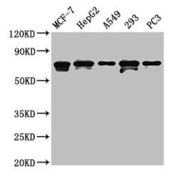 Invitrogen MAGED2 Polyclonal Antibody 100 μg; Unconjugated:Antibodies,