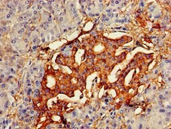 VAV3 Polyclonal Antibody:Antibodies, Polyclonal