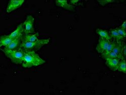 Invitrogen GAB2 Polyclonal Antibody 100 &mu;g; Unconjugated:Antibodies,