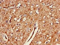 Invitrogen GAB2 Polyclonal Antibody 100 &mu;g; Unconjugated:Antibodies,