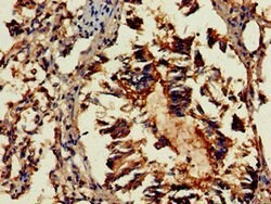 Invitrogen GAB2 Polyclonal Antibody 100 &mu;g; Unconjugated:Antibodies,